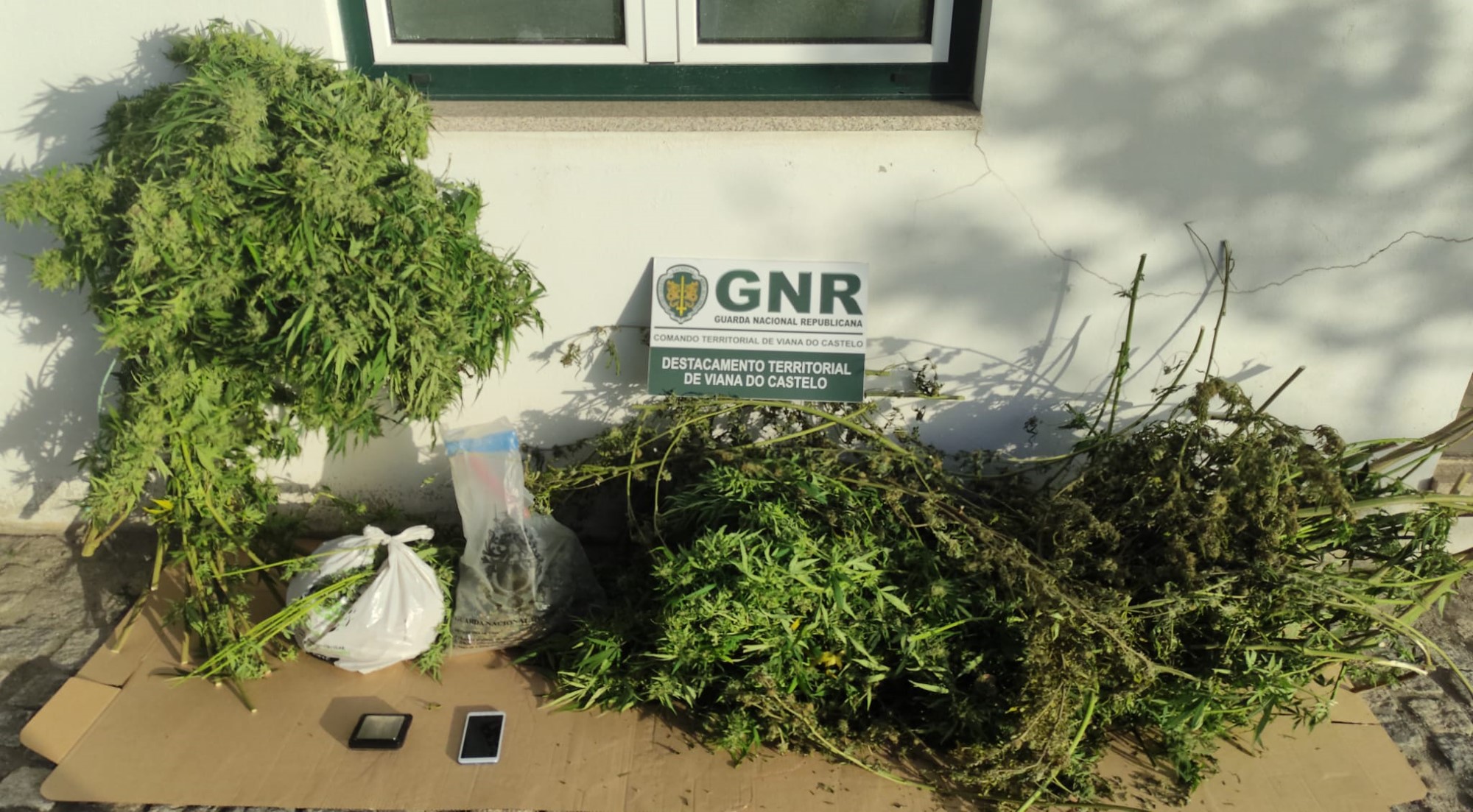 CAMINHA: Dois detidos por cultivo de plantas de canábis