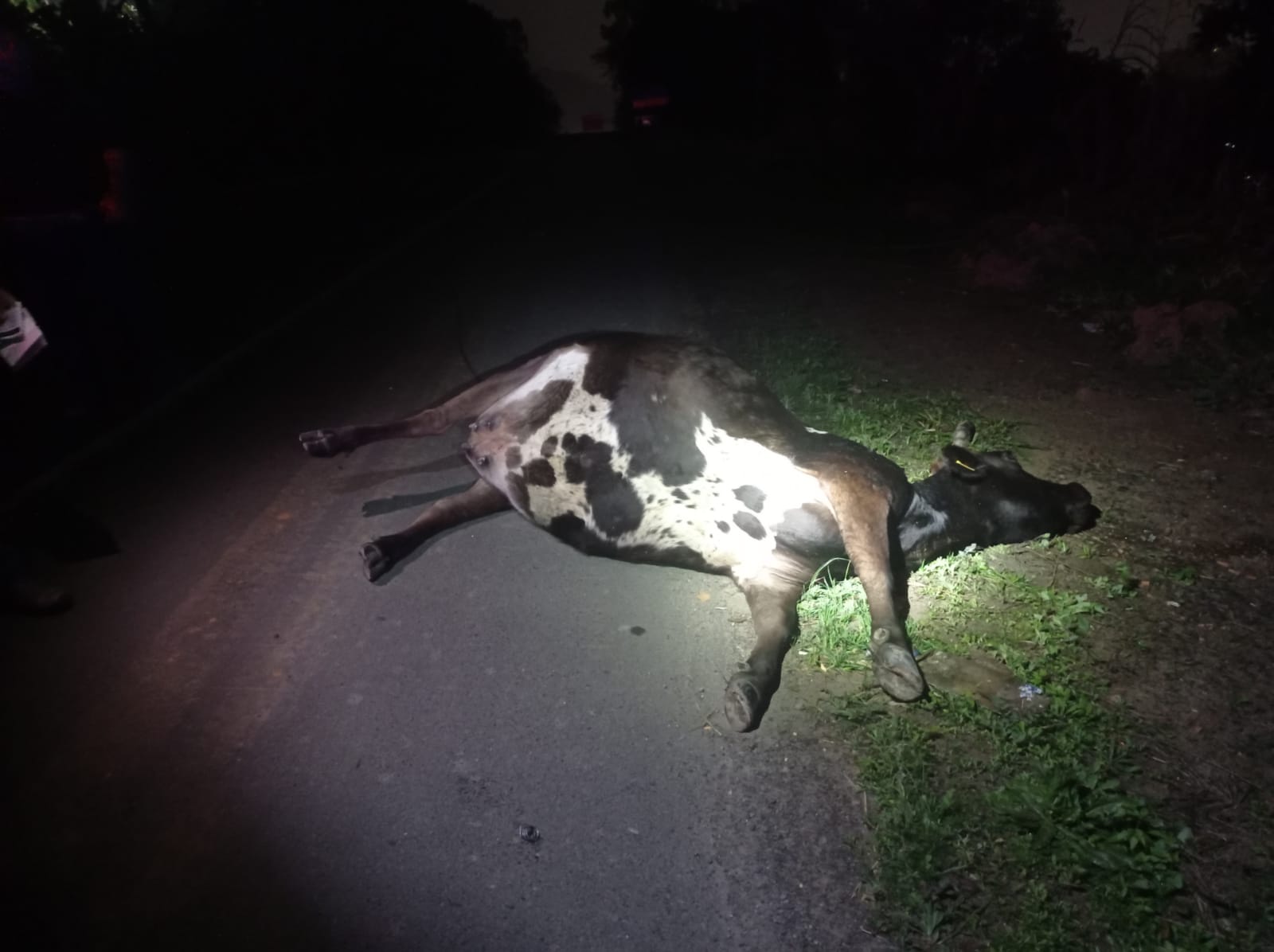 EN204: Vaca morre colhida por carro em Viana do Castelo