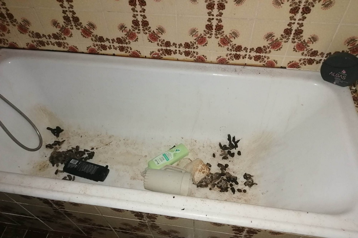 Barcelos! Dois gatos e dois cães resgatados de casa “infestada de pulgas e dejetos”