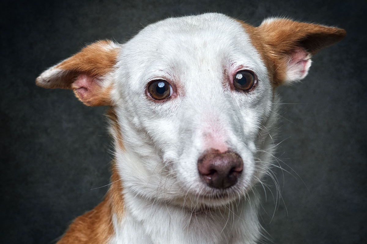 Alto Minho disse “sim” e foram adotados 15 animais
