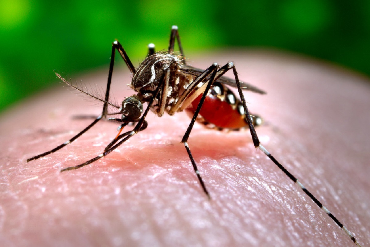 Nova vacina contra a dengue já disponível em Portugal