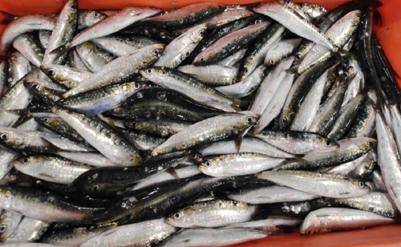 Pesca da sardinha reabre com limitações