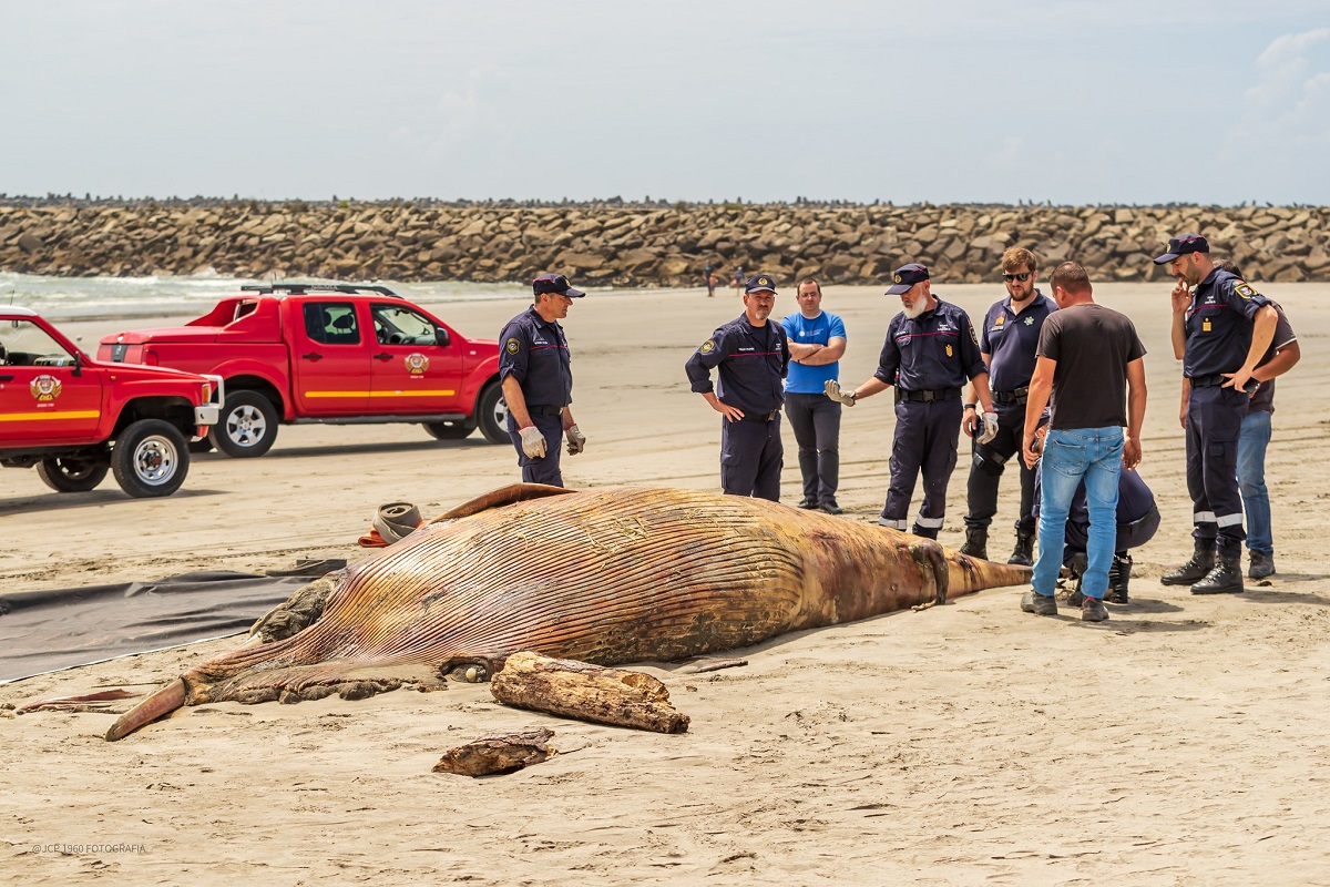 Cachalote em decomposição na Praia do Cabedelo