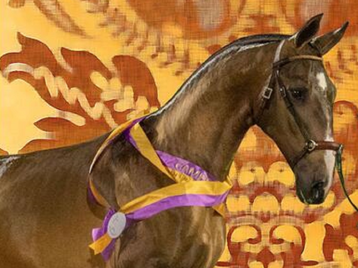 Feira do Cavalo de Ponte de Lima inicia-se esta quinta-feira