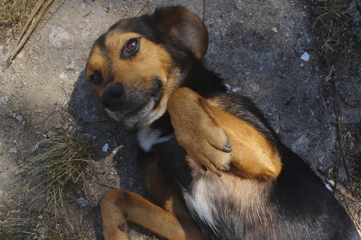 Campanha de recolha de alimentos para os animais da ALAAR