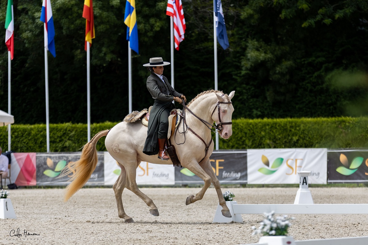 Começaram as provas equestres da Feira do Cavalo de Ponte de Lima