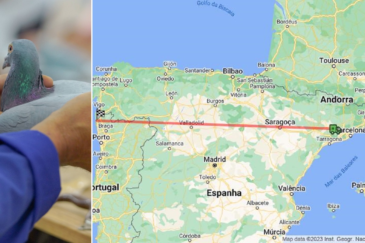 Desde Barcelona! Pombo de Viana do Castelo demorou quase 15 horas a chegar a casa