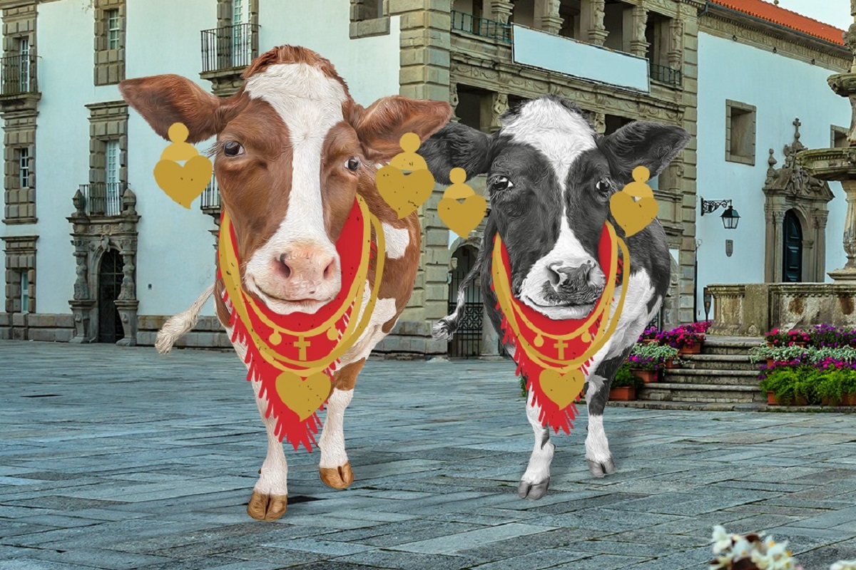 Que desfile é este? Agros “traja” duas vacas e gera polémica nas redes sociais