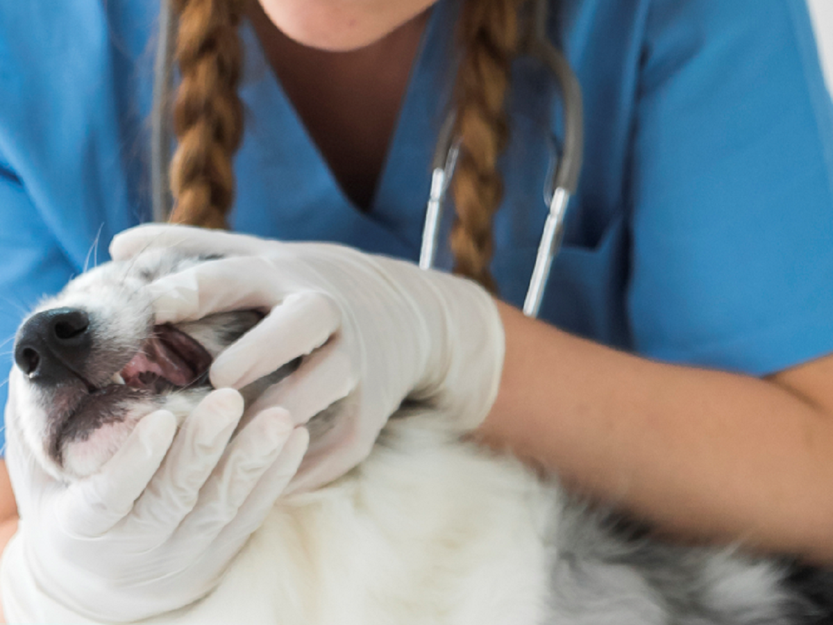 Animais “carenciados” de Braga vão ter direito a serviços veterinários