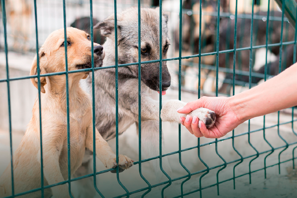 Centro de Recolha Oficial de Animais de Companhia terá capacidade para 53 animais
