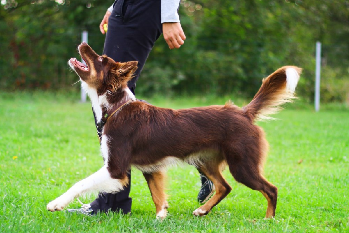 Quem é o cão mais obediente de Portugal? Descobre-se no mês de novembro em Ponte de Lima