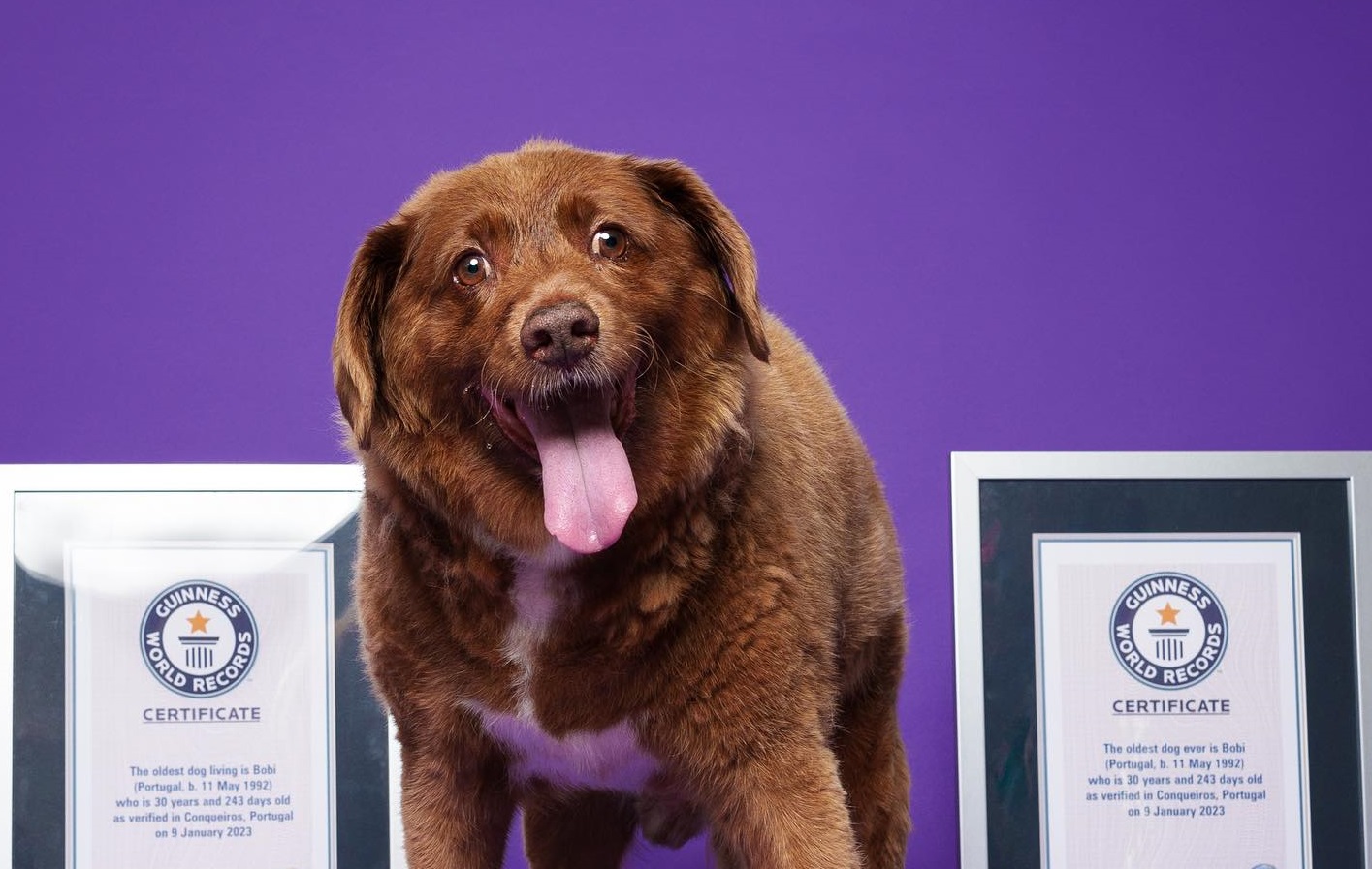 Bobi perde título do Guinness de cão mais velho do mundo