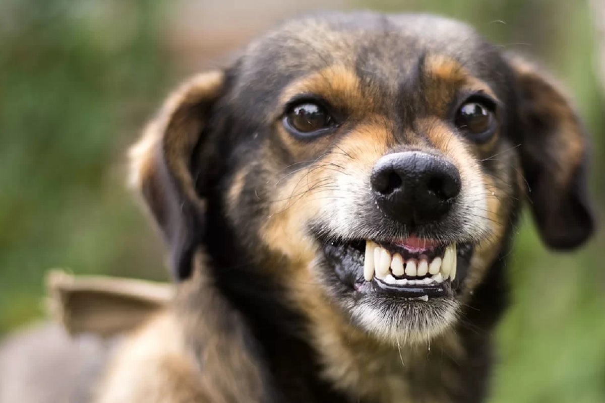 PSP recebeu quase 12 mil denúncias relacionadas com animais desde 2019