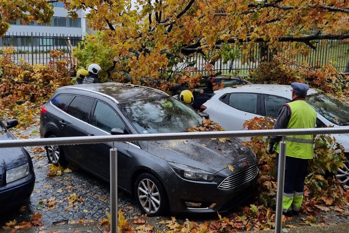 Ponte de Lima: Árvore da escola secundária cai em cima de cinco carros