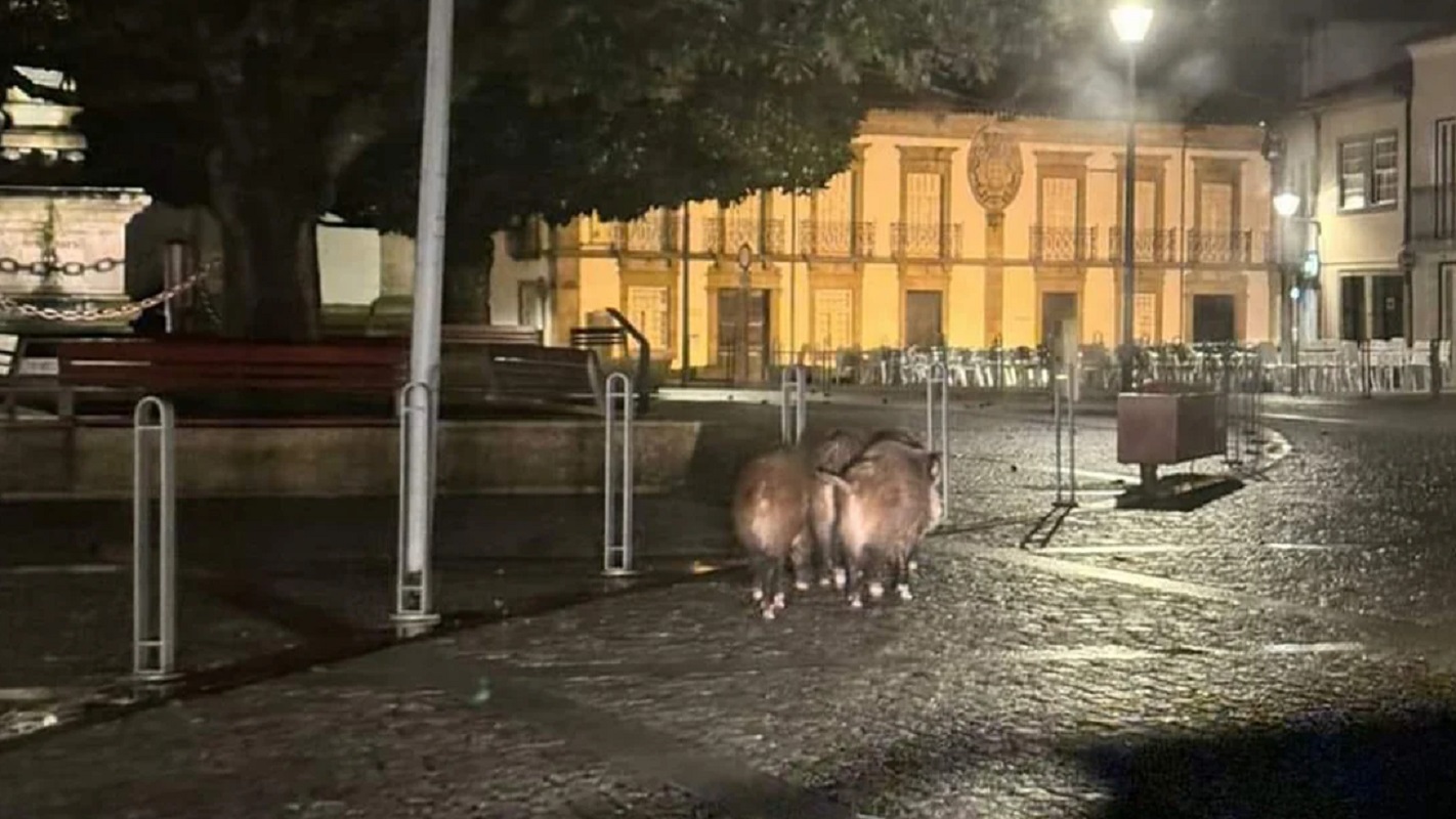 Insólito! Quatro javalis filmados a passear no centro histórico de Cerveira