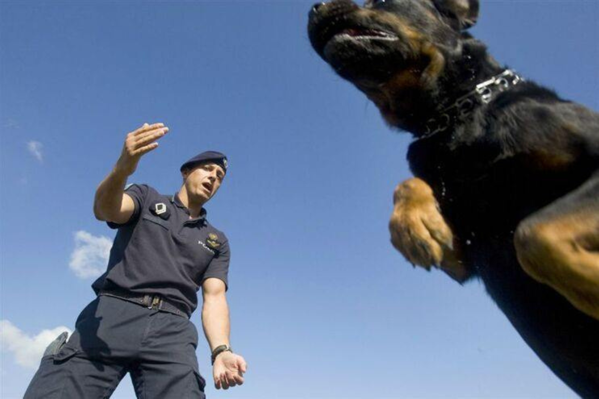 PSP de Viana lança formação para detentores de cães perigosos