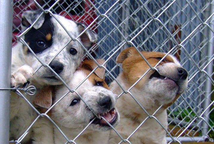 Nova campanha do Intermarché apoia animais resgatados