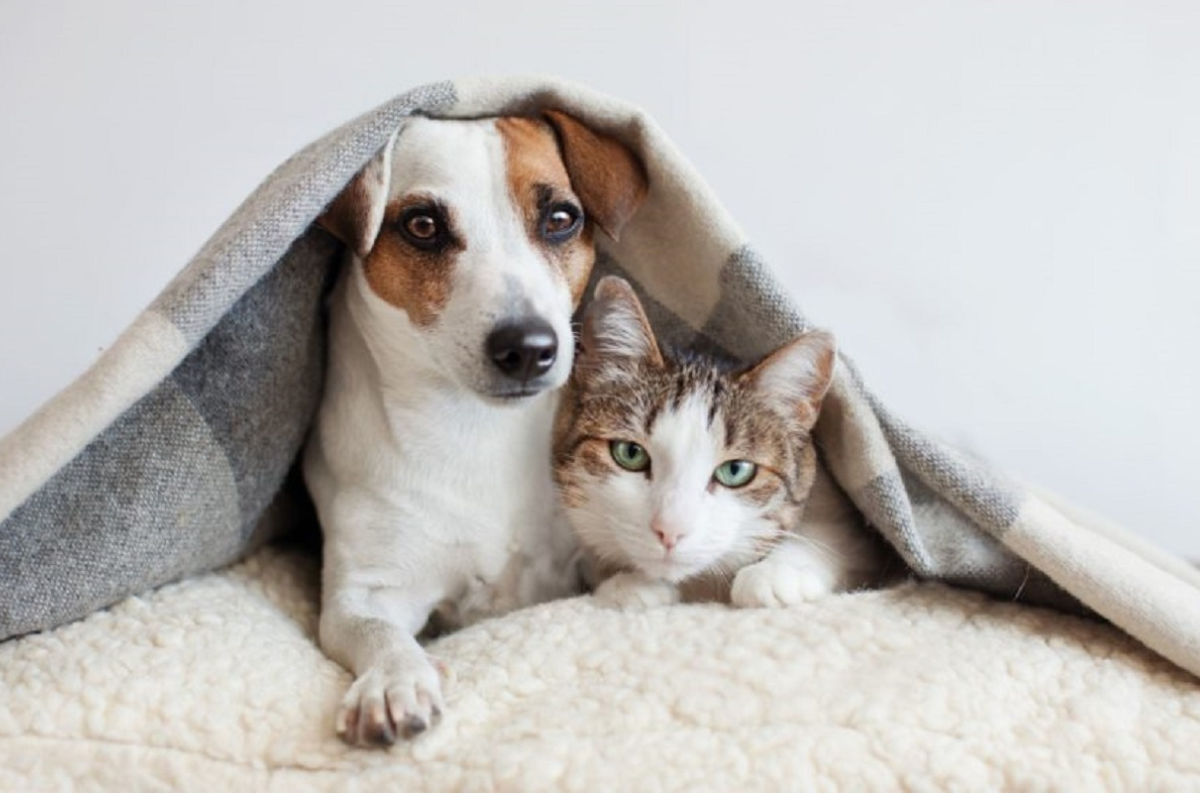 Associação Lealdade promove recolha de alimentos para cães e gatos