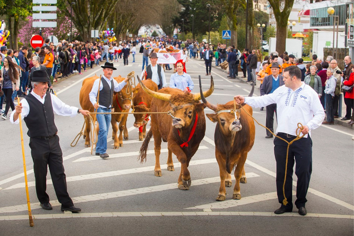 Desfile dos “Bois da Páscoa” regressa este domingo