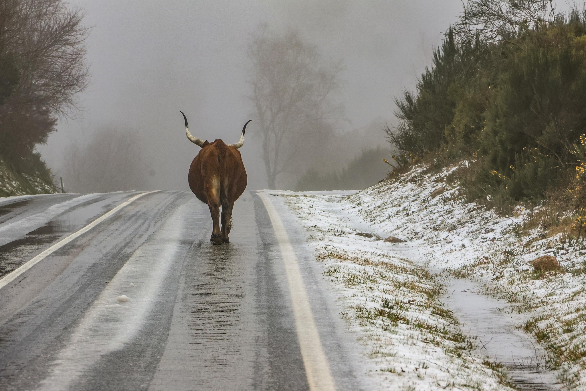 Viana do Castelo a “amarelo” devido à previsão de queda de neve