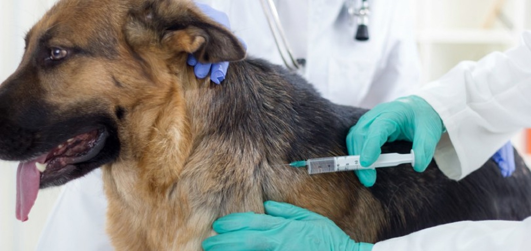 Processo de falsificação de vacinação de cães em Viana e Braga tem 84 arguidos