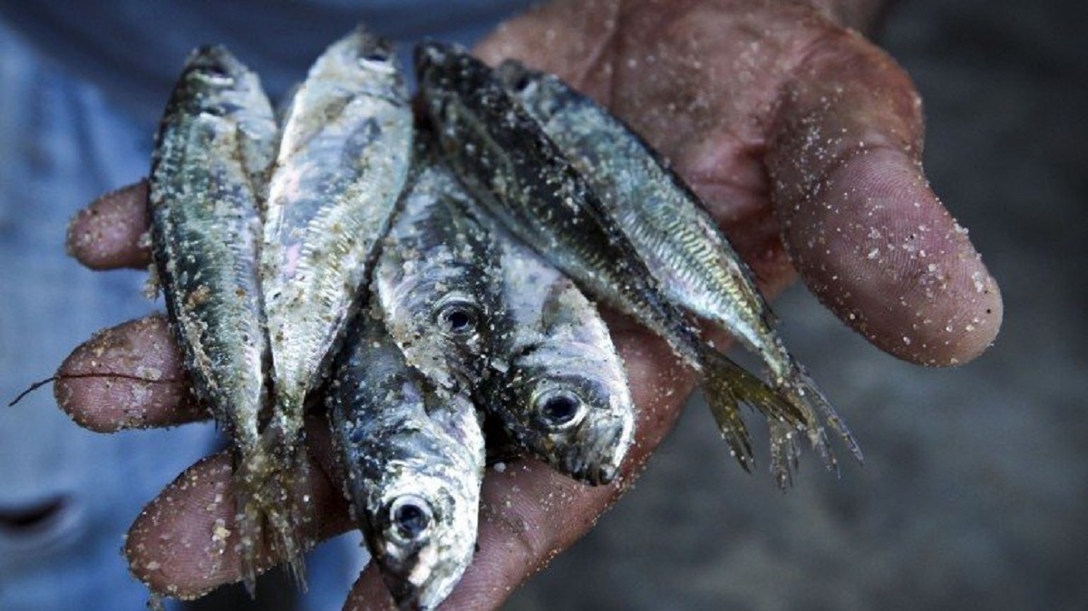 Pesca do carapau proibida a partir desta terça-feira