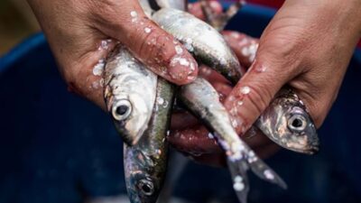 Pescadores podem voltar a pescar sardinhas
