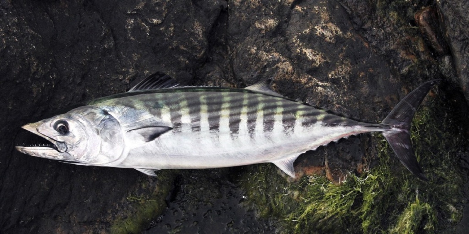 Sarrajão, o peixe que o IPVC ajudou a levar às cantinas escolares pode chegar a todo o país