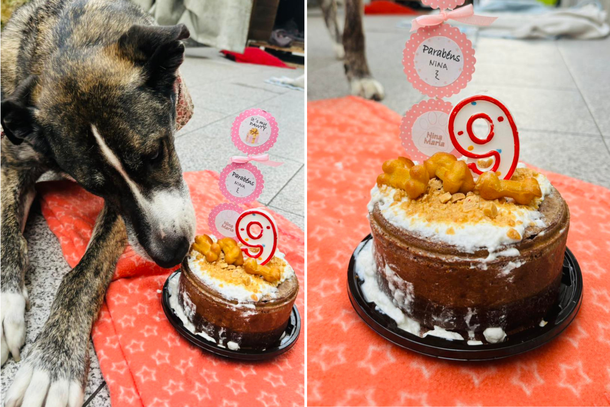 Cadela “bombeira” celebrou 9 anos e teve direito a bolo