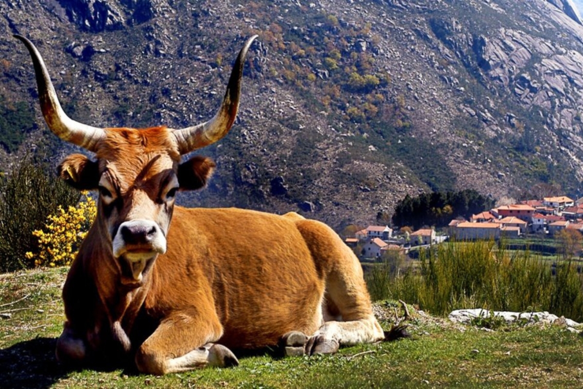 De 30 de agosto a 1 de setembro! Feira Tradicional de Portela de Alvite