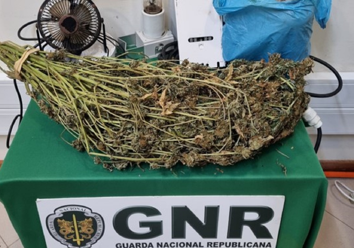 Homem de 60 anos detido por cultivar cannabis em Viana do Castelo
