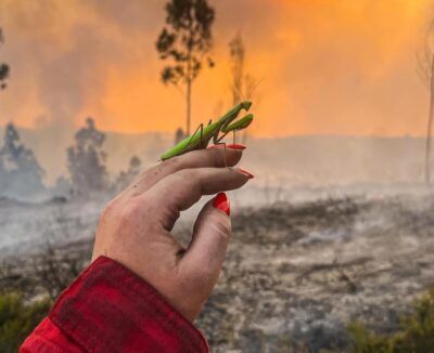 Fotografia de bombeira viraliza nas redes sociais: “Um símbolo de esperança no meio do caos”