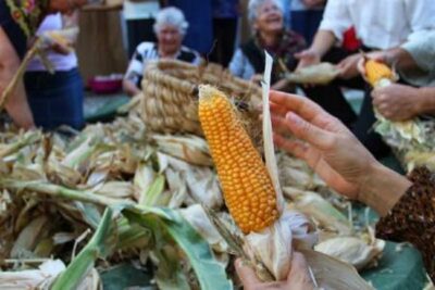 Portela Susã promove desfolhada tradicional