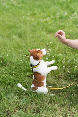 Faça Atividades ao Ar Livre com o Seu Cão nos Parques Caninos de Braga