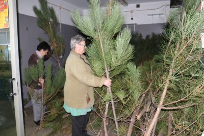 Viana volta a oferecer “pinheirinhos de Natal” à população