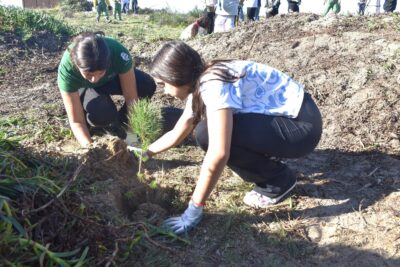 Viana oferece árvores autóctones para “incentivar uma gestão florestal sustentável”