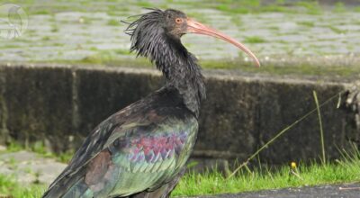 Uma das aves mais raras do mundo avistada na foz do rio Minho