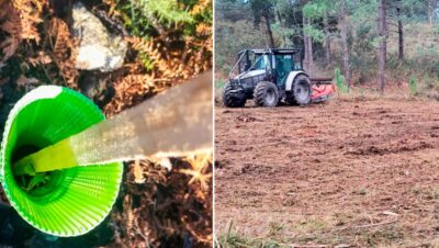 Valença está a plantar 100 mil árvores