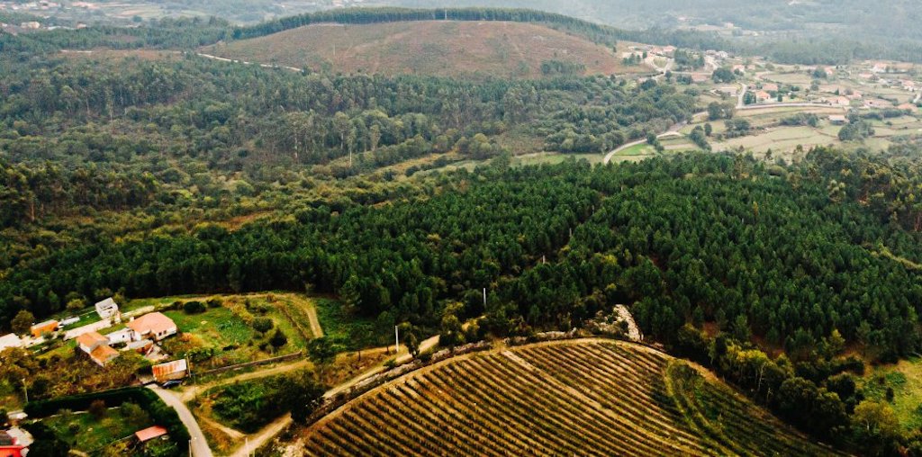 REN limpou 312 hectares de floresta no distrito de Viana do Castelo
