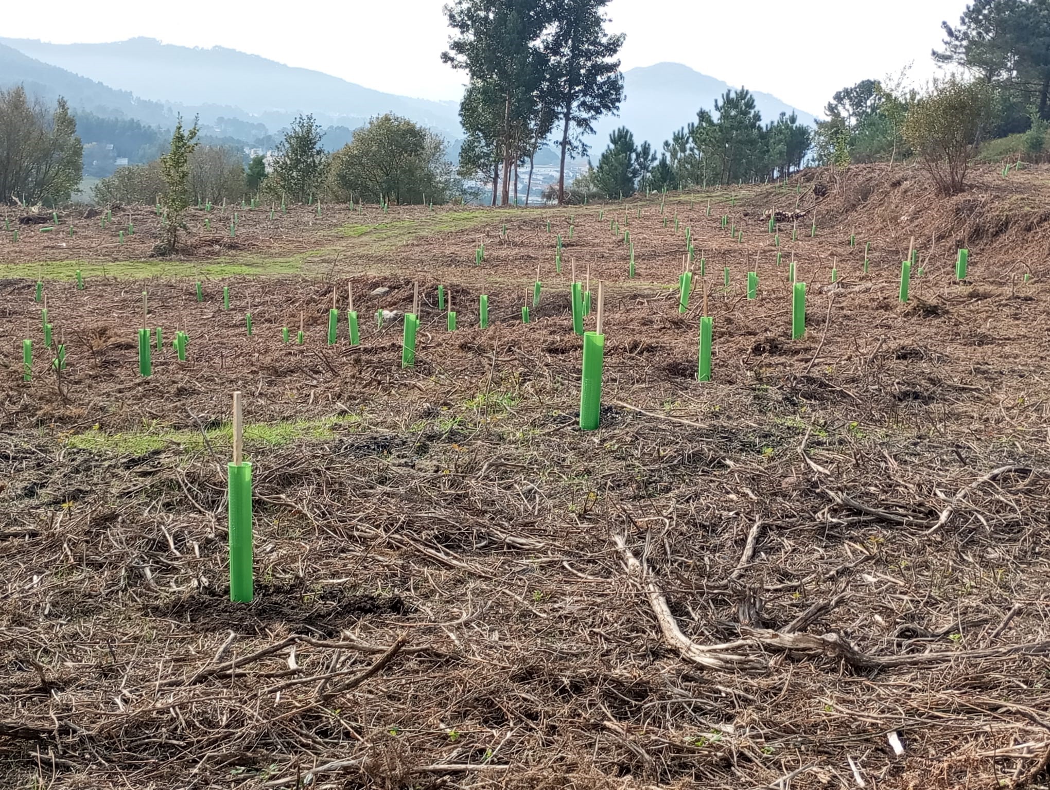 Reflorestados 30 hectares na encosta junto à Quinta das Mineirinhas em Cerveira