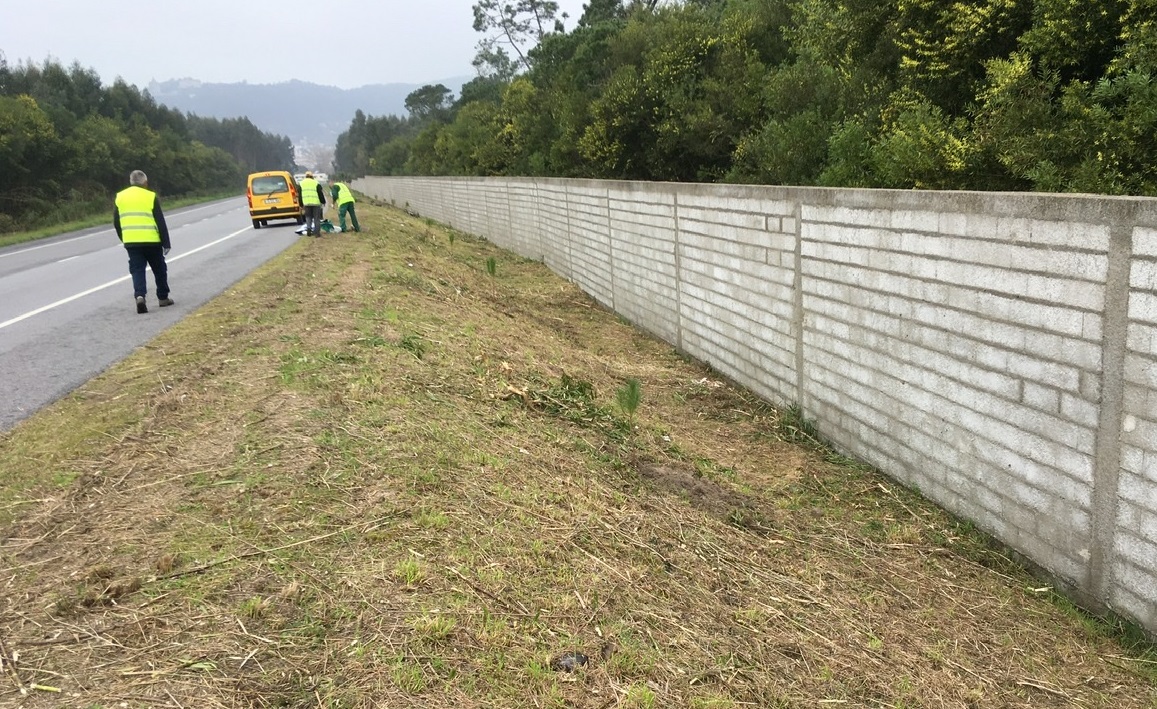 Concluída plantação de pinheiros mansos no acesso ao Porto de Mar em Darque