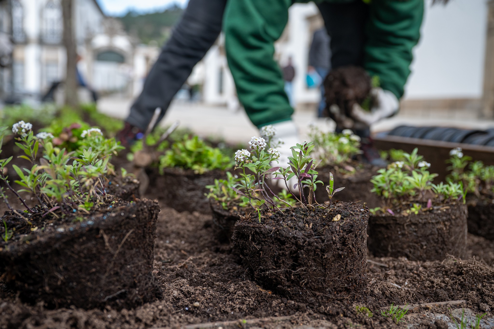 Viana requalifica áreas verdes com plantas cultivadas em viveiros municipais