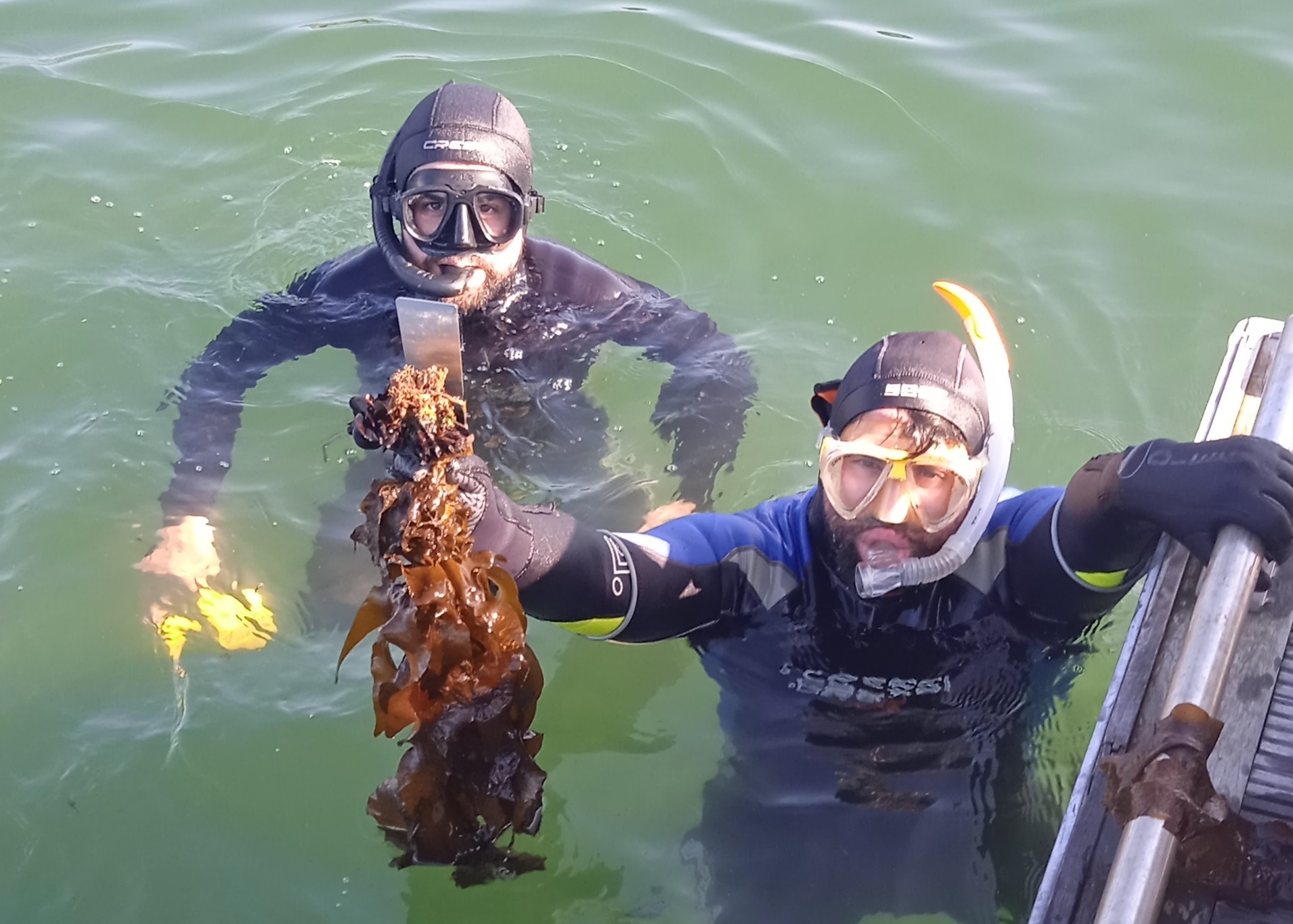 Alga do sushi ameaça a biodiversidade no Norte de Portugal