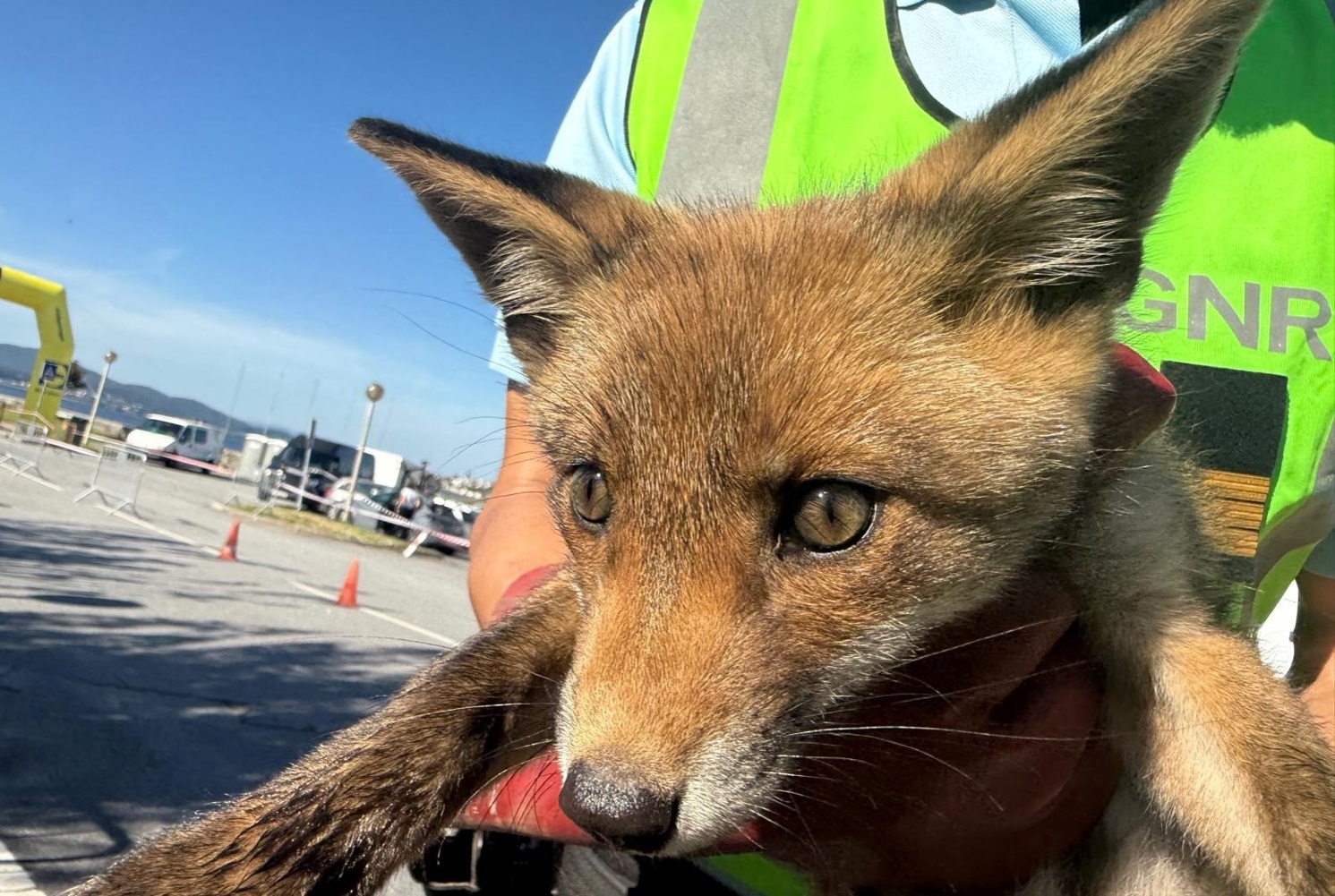 Casal resgata raposa ferida em Caminha