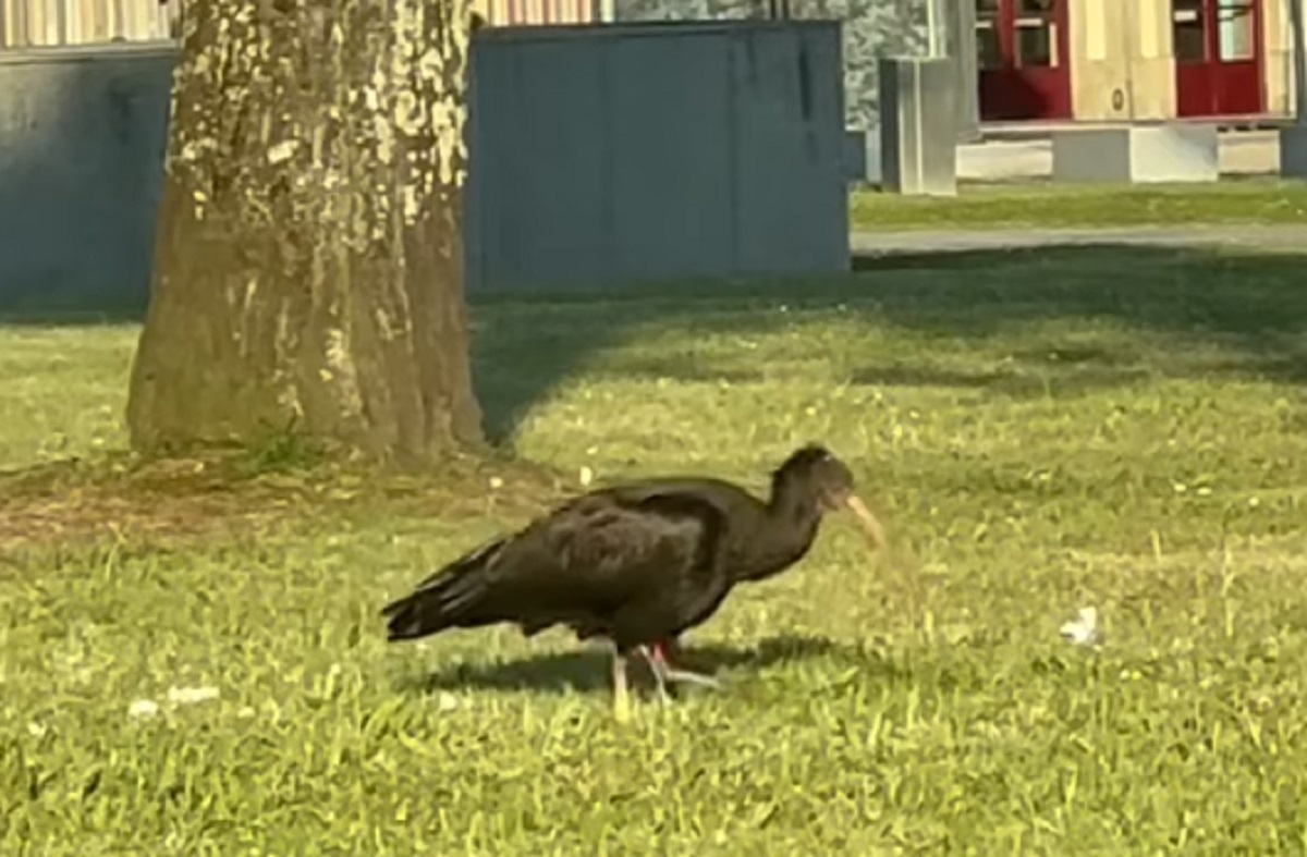 Uma das aves mais raras do mundo avistada em Viana