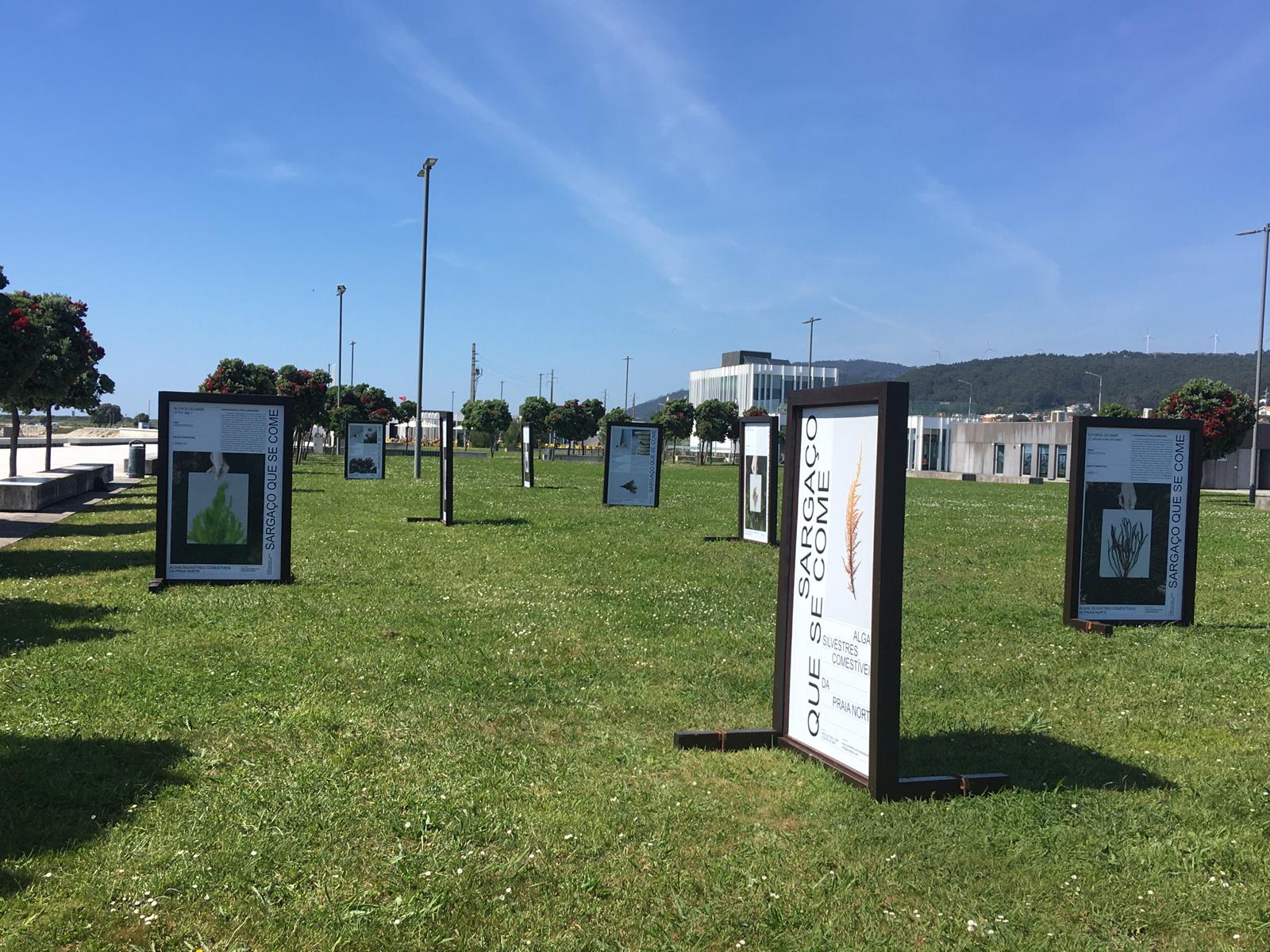 ”Sargaço que se come”, a nova exposição patente na praia Norte em Viana