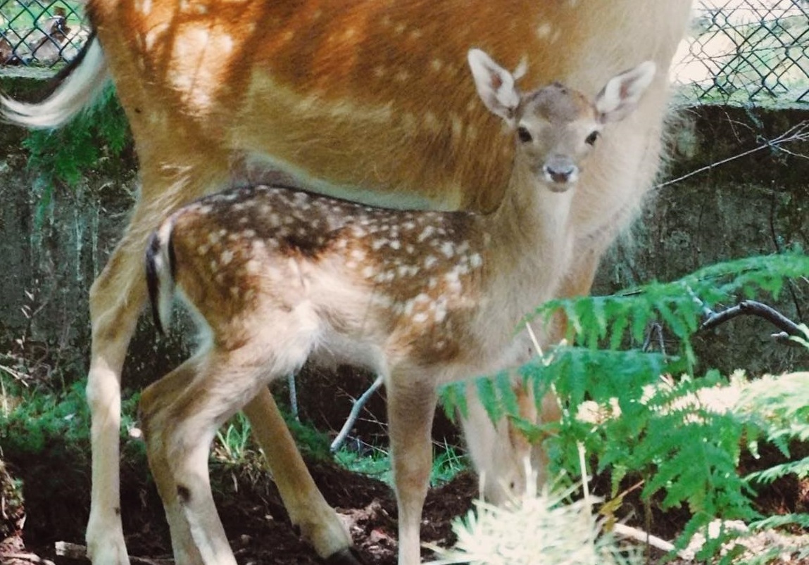 Parque biológico em Arcos de Valdevez tem novo habitante