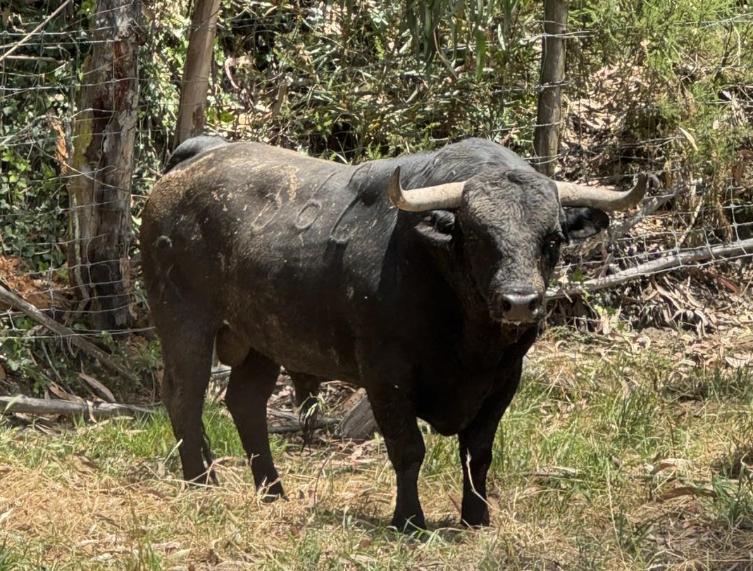 Touro com mais de meia tonelada para a tradicional “Vaca das Cordas”