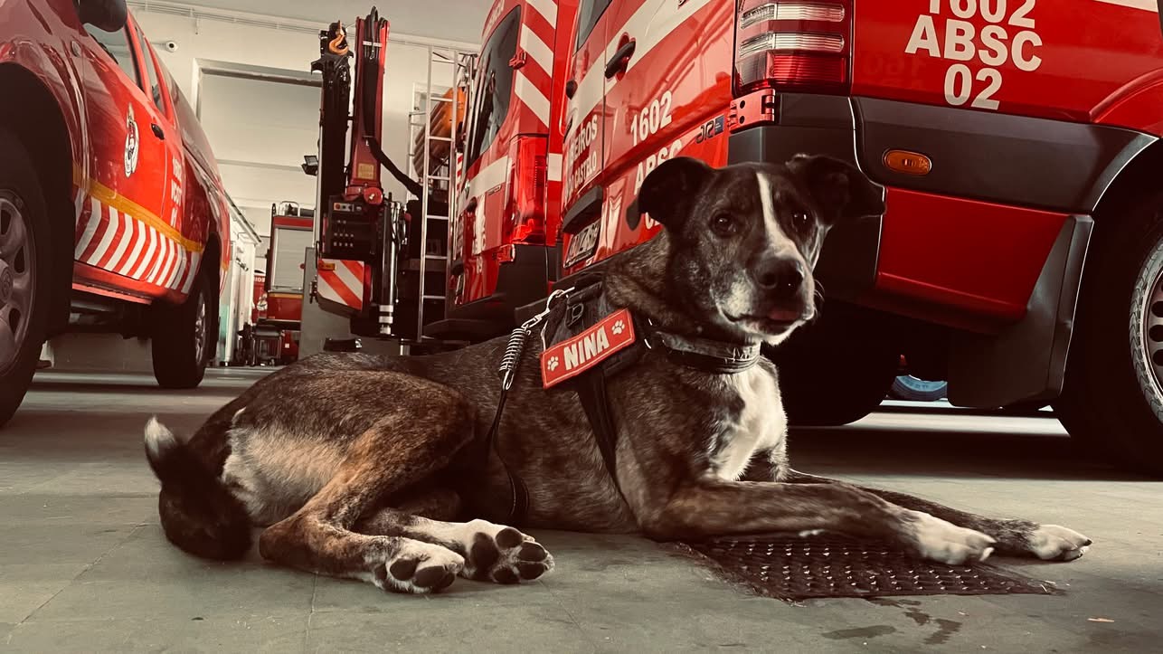 Bombeiros de Viana prestam homenagem à “heroína de quatro patas”