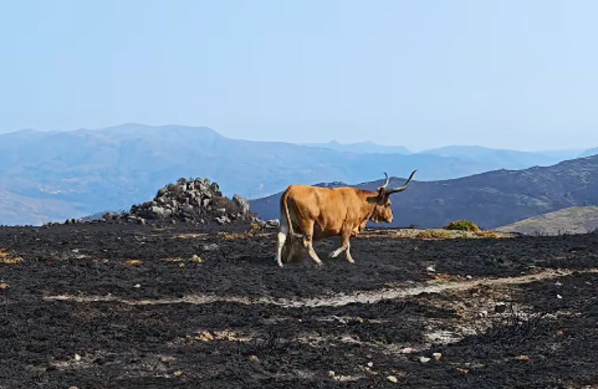 Doadas 100 toneladas de alimentos para vacas Cachena afetadas pelos incêndios
